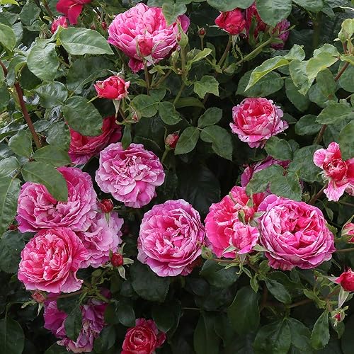 Miniatura 3 de Heirloom Roses Planta de rosas casi sin espinas - Crema de frambuesa Twirl Rosa y Blanca, rosas trepadoras Planta viva para plantar al aire libre