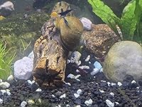 Review Image by Sherry LaRochelle Sherry LaRochelle