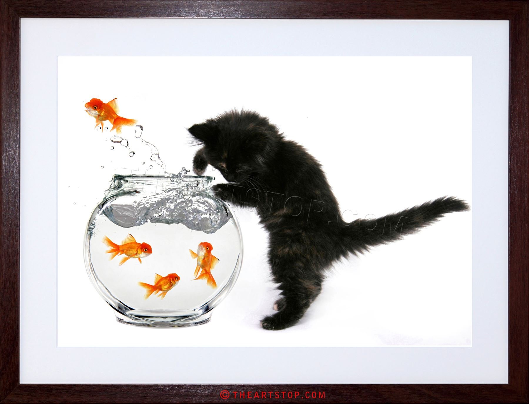 Wee Blue Coo Photo Black Kitten Cat Goldfish Bowl Framed Wall Art Print