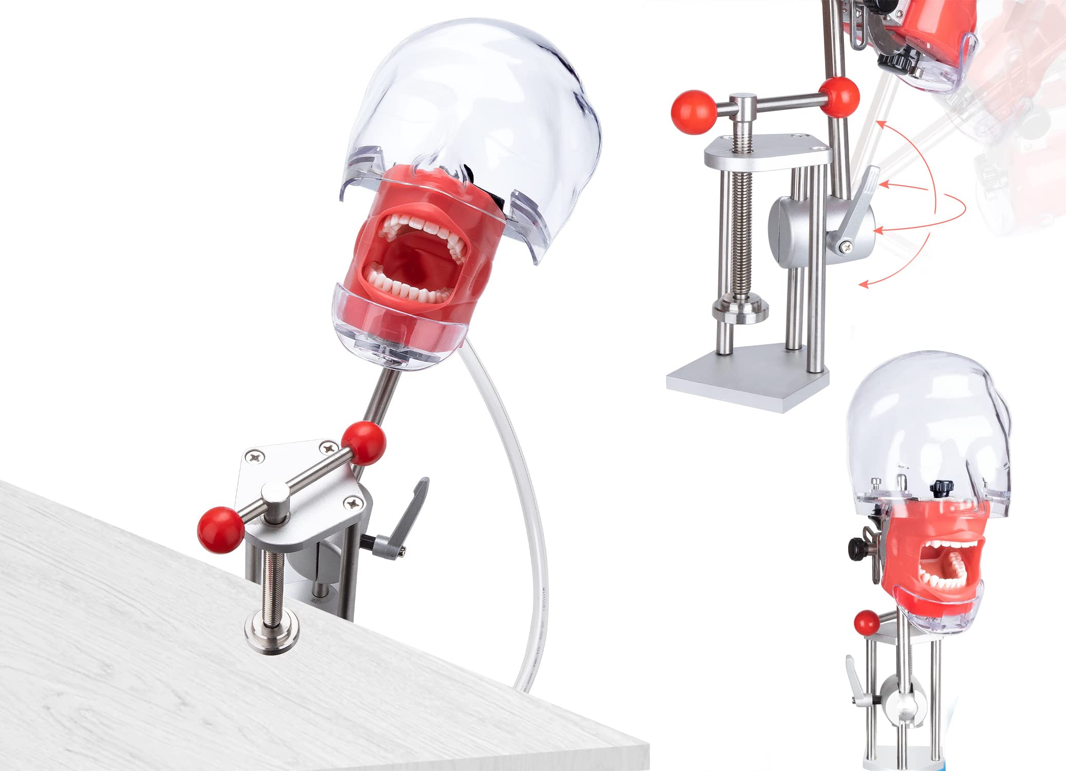Simulador Dental Cabeza De Maniquí Con Montaje De Banco Fijo En El Escritorio 360 ° Ajustable 1: 1 Emulación Alta Para Práctica Docente Entrenamiento De La Cabeza Fantasma Modelo De Dientes Maniquíes
