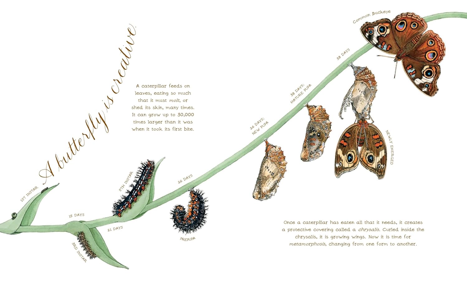 A Butterfly Is Patient: (Nature Books for Kids, Children's Books Ages 3-5, Award Winning Children's Books) (Sylvia Long)