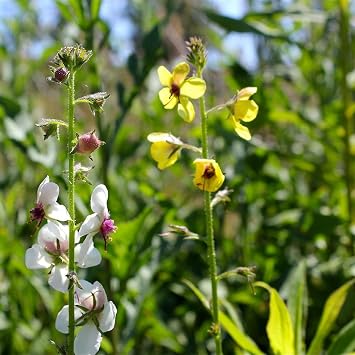 Moth Mullein Verbascum blattaria - Grow Now or Store for Future Planting - Capsule of 50 Seeds