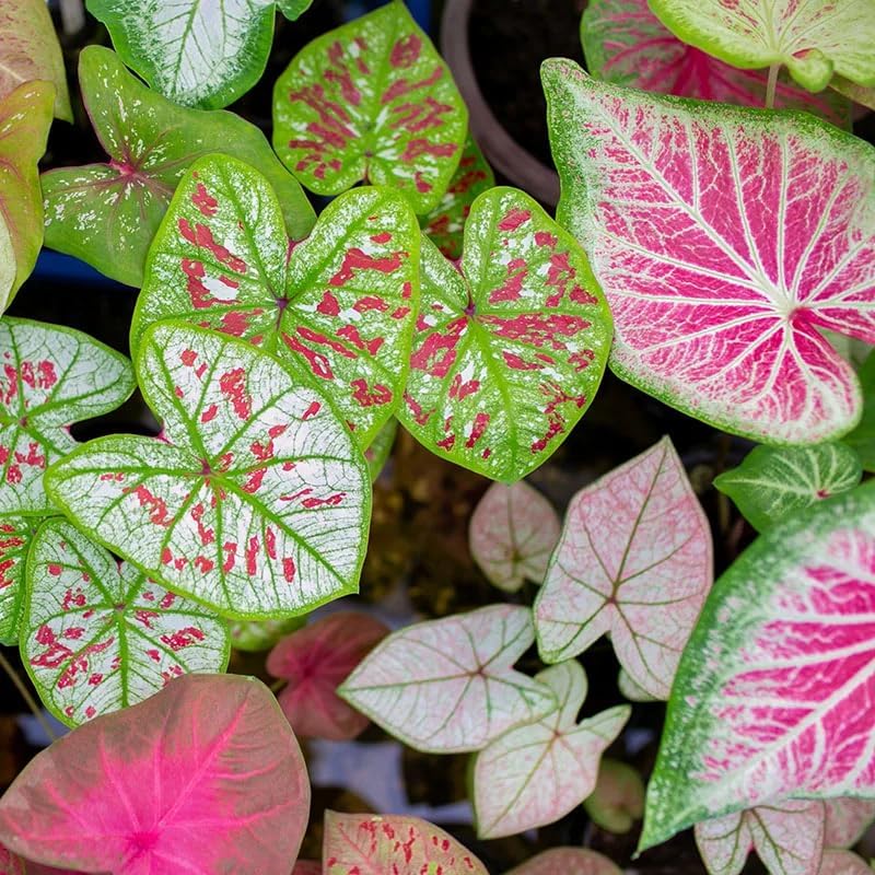 100Pcs Caladium Leaf Plant Seeds