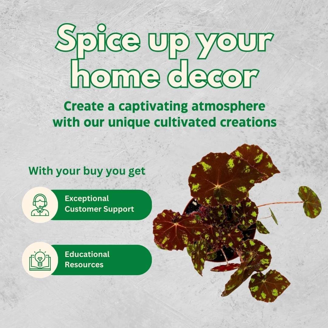 Harmony Foliage Begonia Kit Kat 4 inch Rhizomatous Red with Yellow Spots