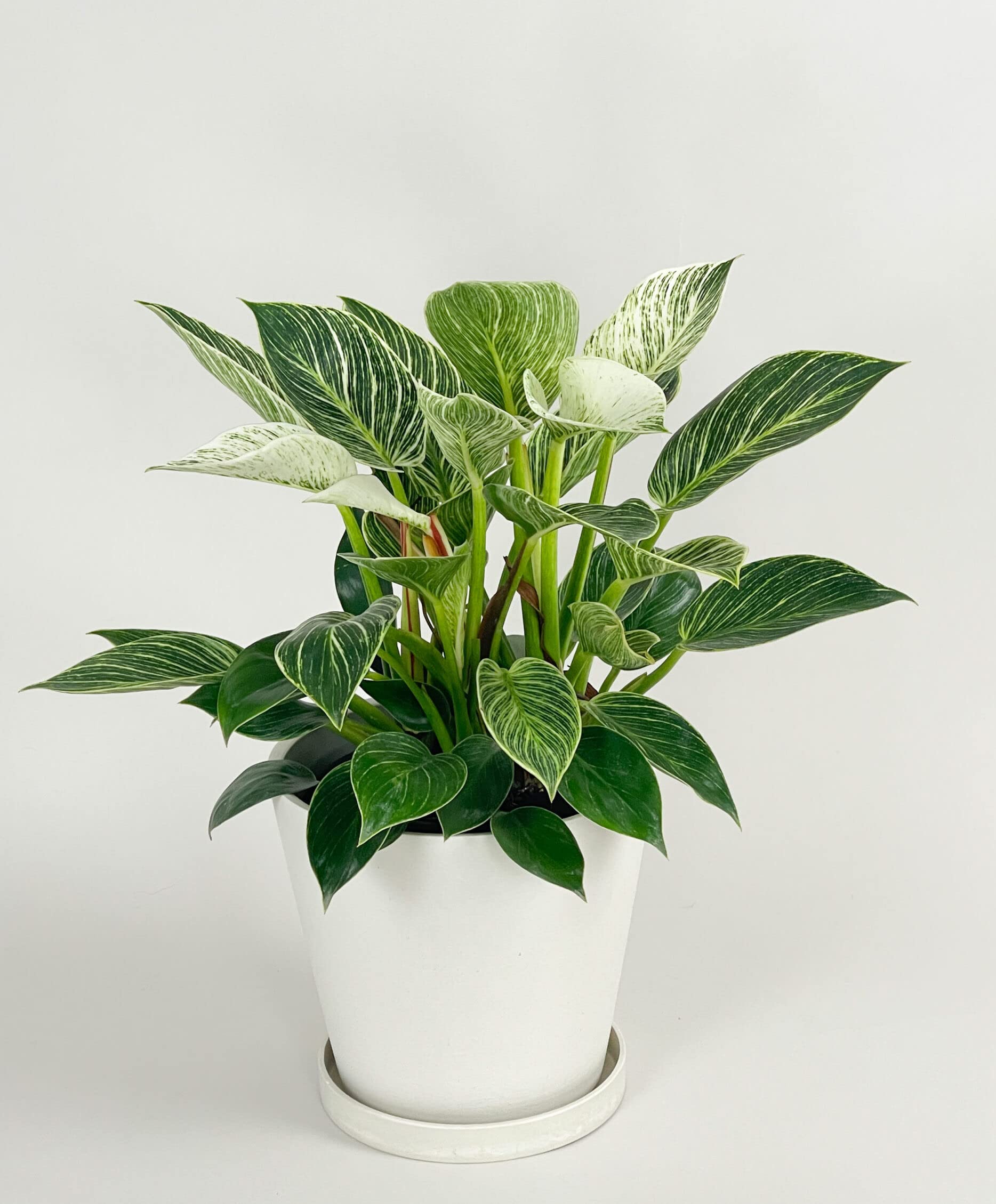 Philodendron Birkin Beautiful Live Indoor Plant | Rojo Congo Birkin | Philodendron  Rojo Congo | For Home Garden,Indoor & Office Indoor : Amazon.in: Garden &  Outdoors