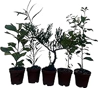 Vista 2 de Zen Living Bonsai Surtido - 5 Plantas Macetas de 2
