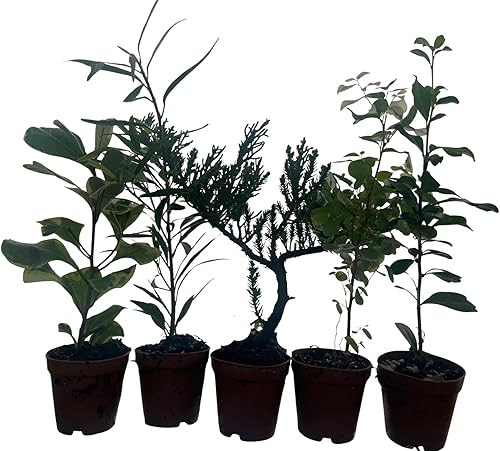Miniatura 2 de Zen Living Bonsai Surtido - 5 Plantas Macetas de 2"