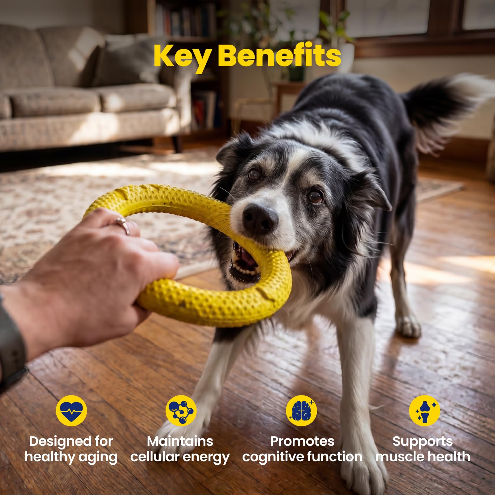 Boops Pets Precursor NAD+ y suplemento para perros mayores - 90 tabletas masticables suaves con vitaminas - Alternativa Nmn para Longevidad, antienvejecimiento y energía - Riboside Di