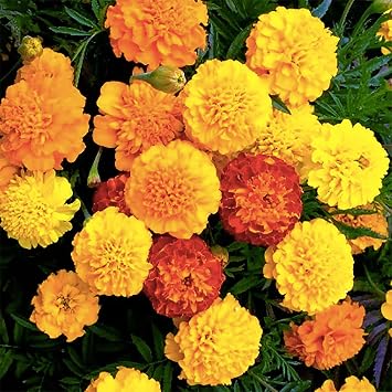 Petite Mix Marigold Seeds - 500 Seeds - 6" Tall