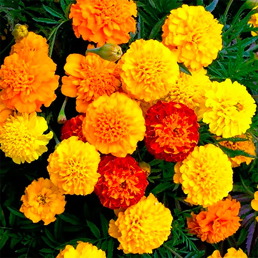Petite Mix Marigold Seeds