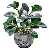 AlphaAcc Artificial Plants Potted Real Looking Small Faux Plant with Rustic Black Cement Planter for Kitchen Office Desk Bookshelf Decor (Ficus Plant)