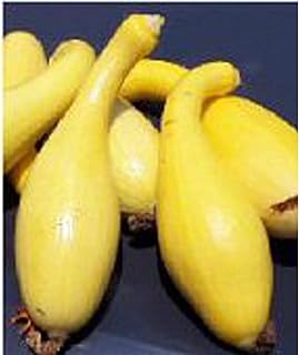 Fancycrook Squash Seeds (25 Seed Packet)(Non GMO Organic Vegetable Fruit Garden Seeds) Non-Hybrid, by Home Decorium