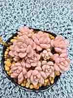 No.532 ❁オレンジライト❁ 抜き苗 多肉植物 寄せ植え Amazon.co.jp: 多肉植物 ディッシュ 抜き苗 寄せ植え 7ハーフ