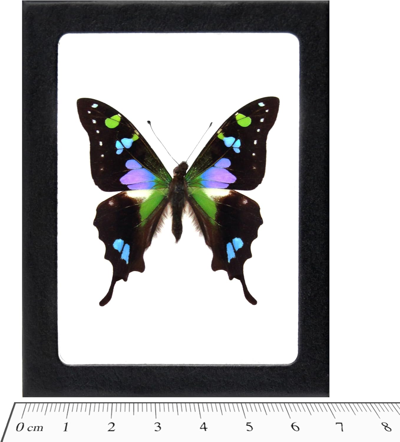 BicBugs GRAPHIUM WEISKEI Real Framed Butterfly Pink Purple Blue Indonesia