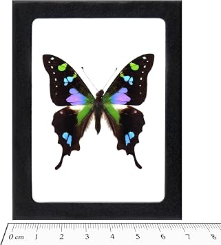 BicBugs GRAPHIUM WEISKEI Real Framed Butterfly Pink Purple Blue Indonesia