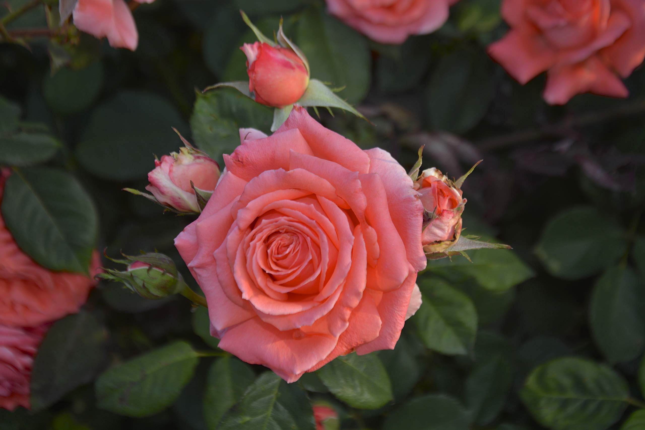 America Climbing Rose - Premium Rose 2.5 Quart