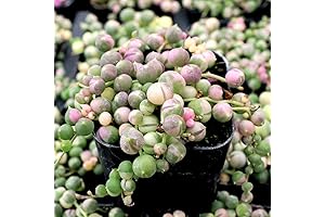 Variegated String of Pearl Plant Live: Perfect for Lush, Dazzling Gardens