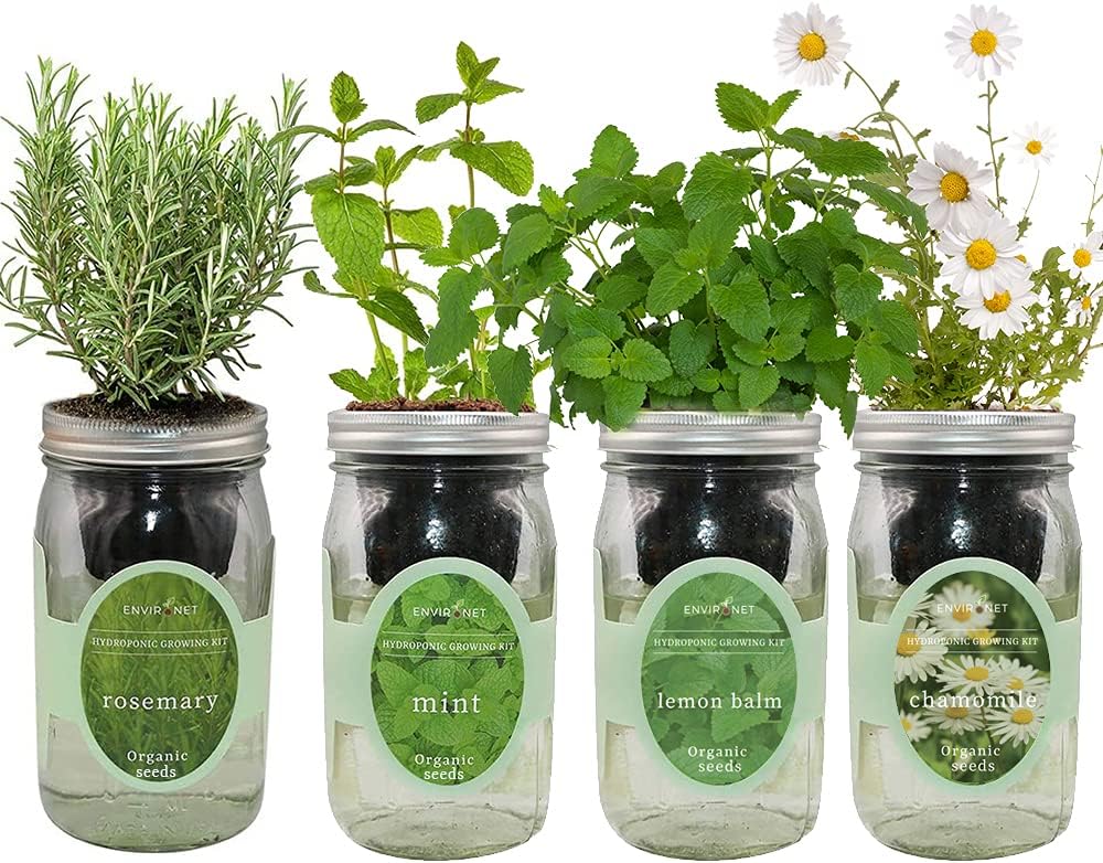 Hydroponic Mason Jar Organic Herbal Tea Seed