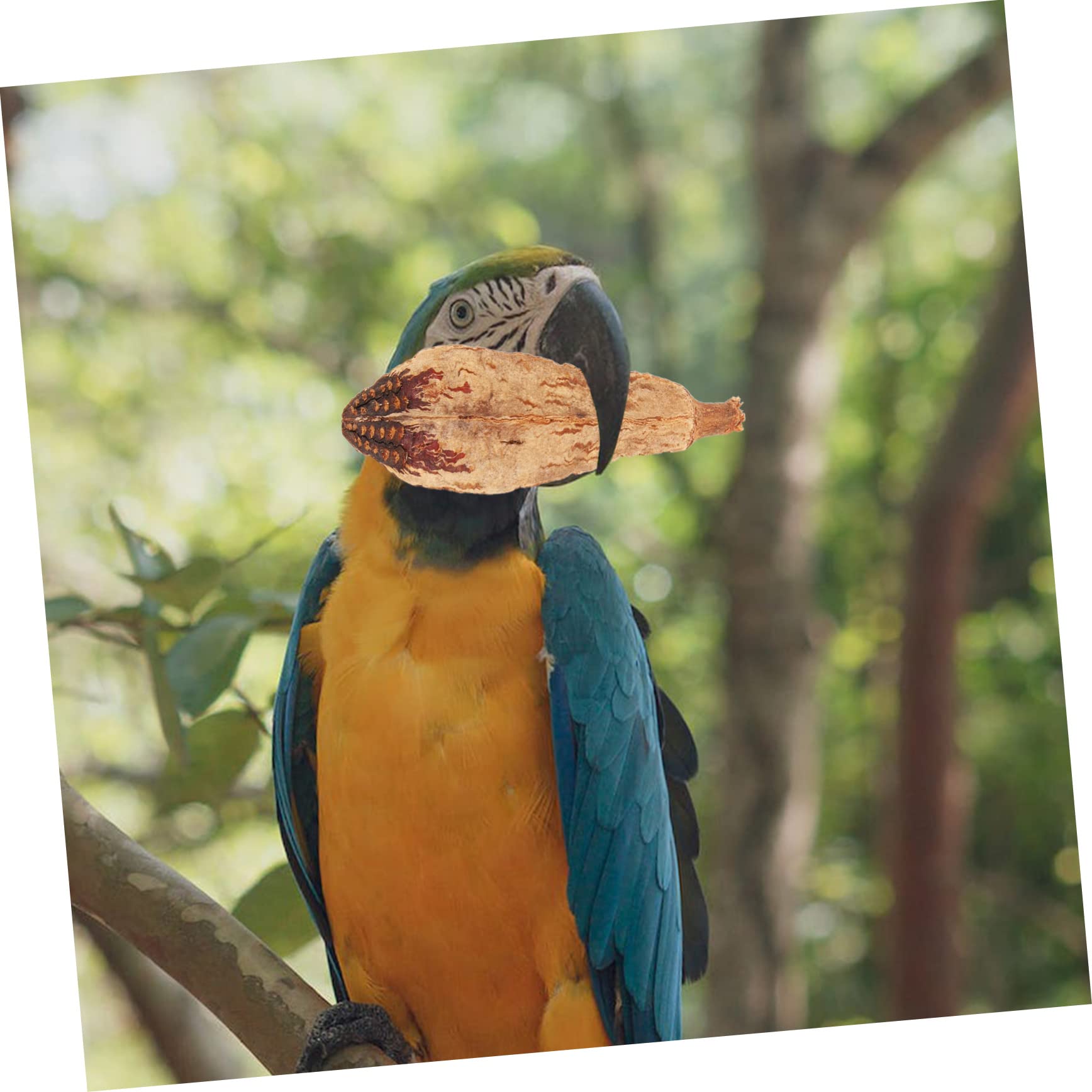 Beaupretty 20pièces Jouets à Mastiquer pour Oiseaux Naturel Accessoires De pour Perroquets Et Inséparables Réduit Ennui Et Favorise Petits Oiseaux