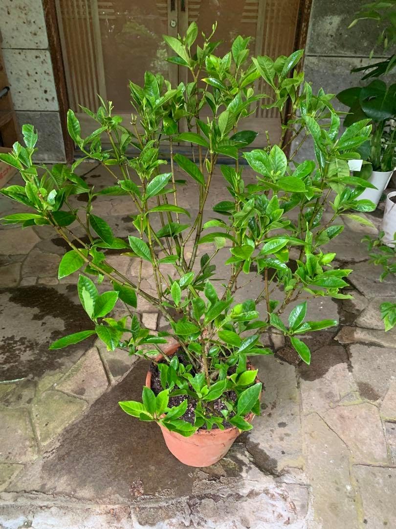 クチナシ盆栽 八重咲きクチナシな駅 特大株 抜き苗発送 盆栽 梔子 喜代誉 樹高 約