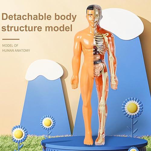 Miniatura 4 de Modelo de anatomía de cuerpo humano para niños, cuerpo humano esponjoso extraíble interactivo para niños de 8 a 12 años, modelo de cuerpo humano