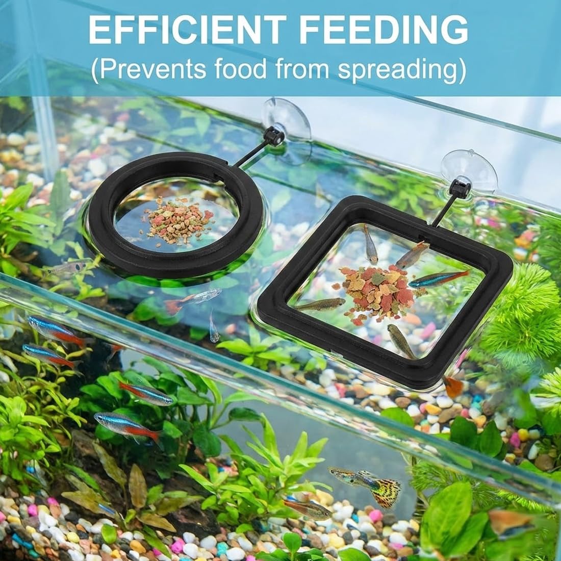 Lot de 4 anneaux de nourrissage pour aquarium – Anneaux flottants avec ventouse, ronds et carrés, support pour nourriture de poissons et plantes flottantes (Noir)