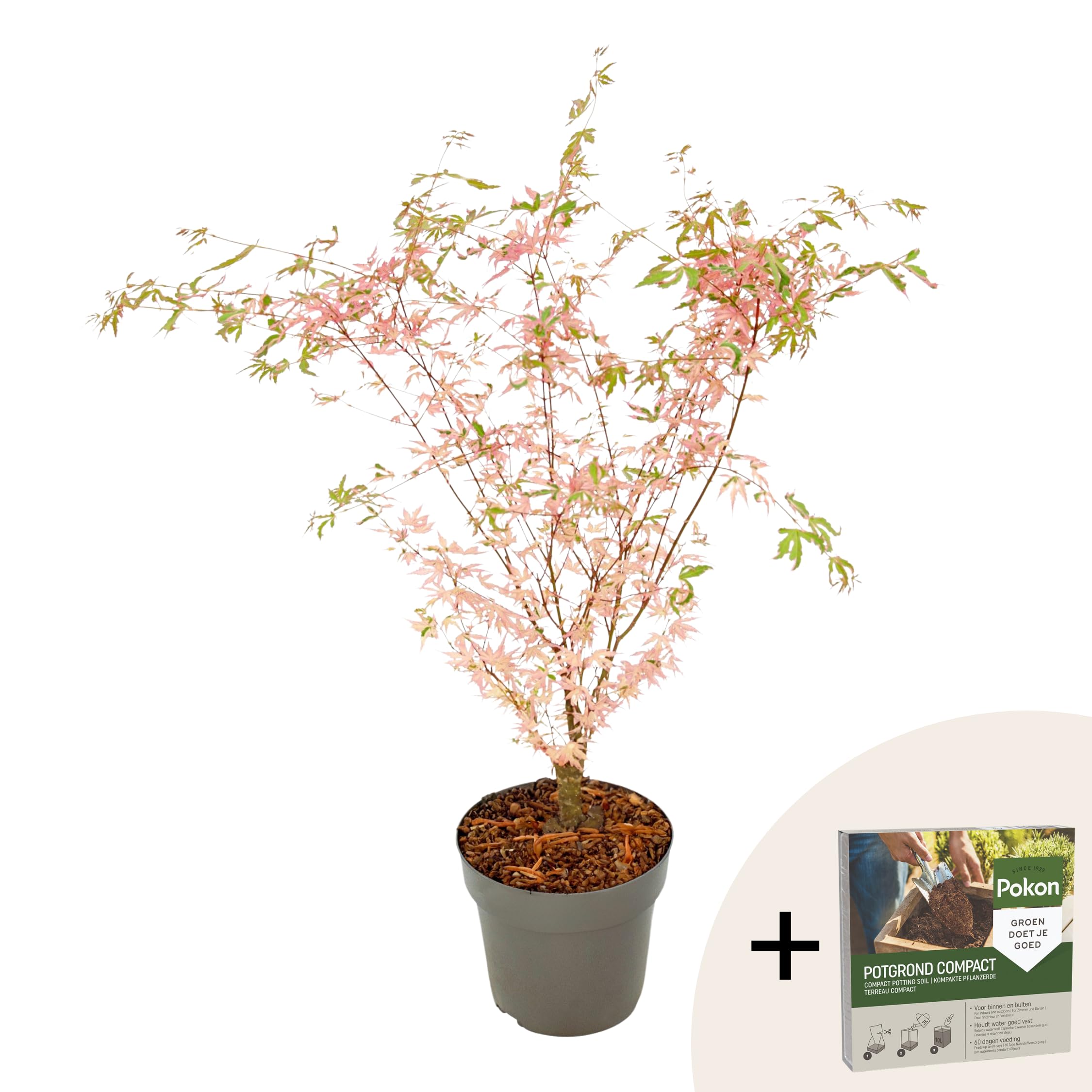 Plant in a Box - Érable du Japon - Avec engrais - Acer palmatum 'Taylor' - Hauteur 50-60cm - Pot 19cm - Plante d’extérieur - Vert - Rose
