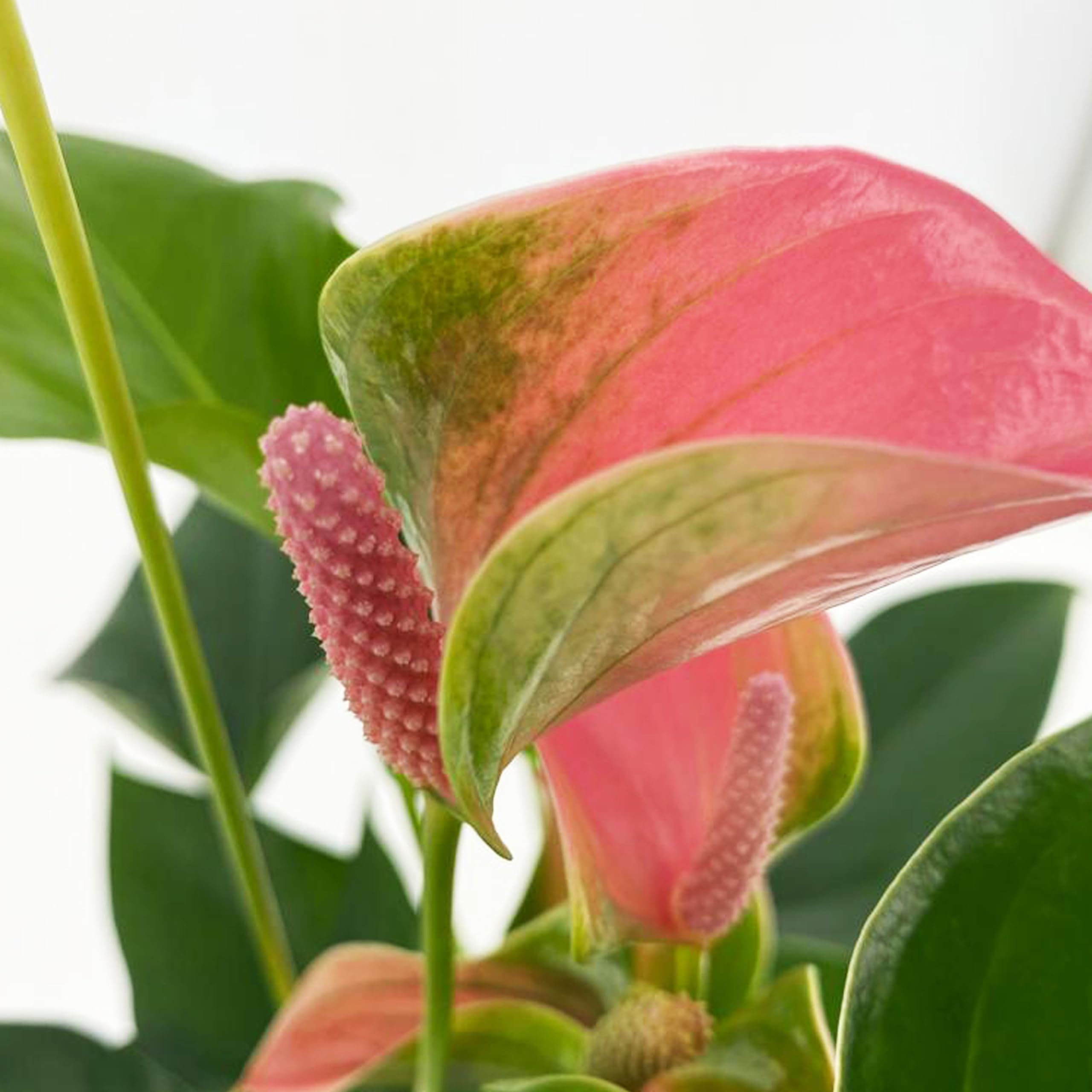 KENTIS - Anthurium Rosa - Anturio Piante da Interno Vere Purifica Aria - Pianta da Appartamento Fiorita - Piante Ornamentali - H 30-40 cm Vaso Ø 12 cm