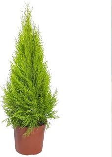 Cupressus Wilma Goldcrest Attractive Evergreen Outdoor Garden Shrub Plant 1L Pot