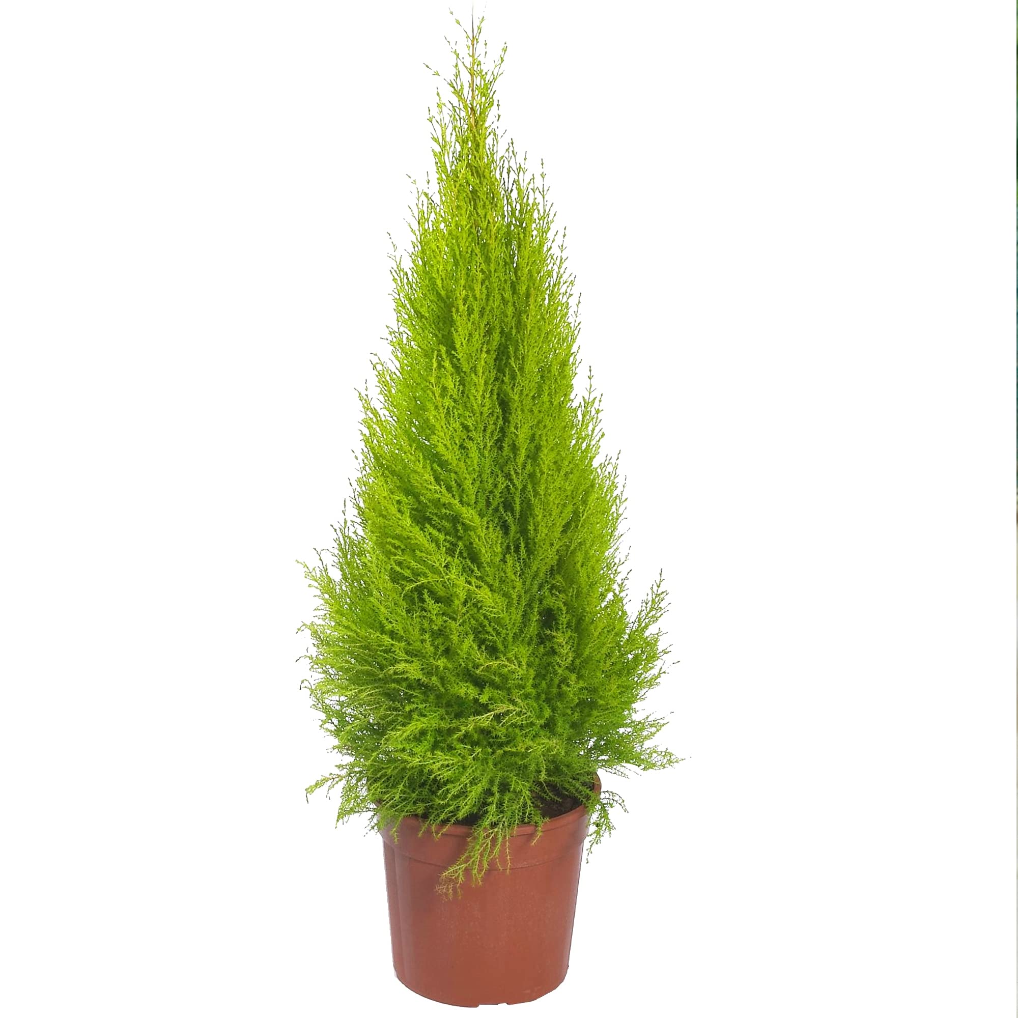 Cupressus Wilma Goldcrest Attractive Evergreen Outdoor Garden Shrub Plant 1L Pot