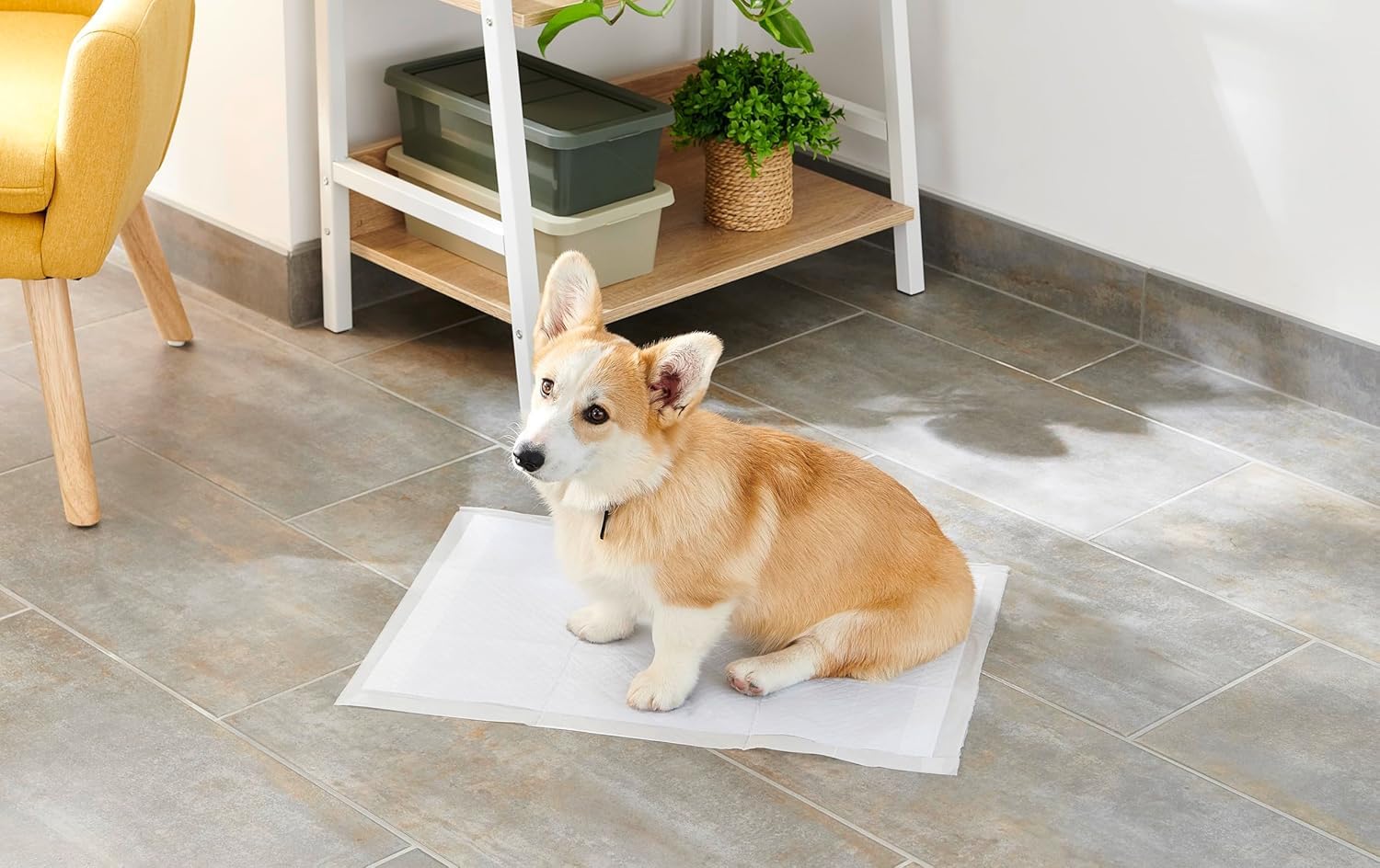 Alèses Jetables Pour Chien - 100 Tapis 33x45 Cm - Ultra Absorbants, Anti-fuites - Pour Apprentissage Propreté - 4