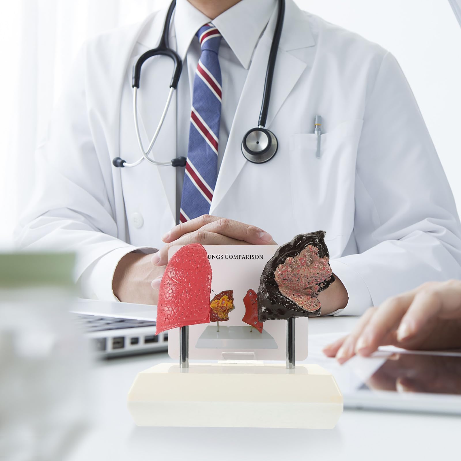 HOMSFOU Modelo Anatómico de Pulmón en Pvc para Enseñanza de Anatomía