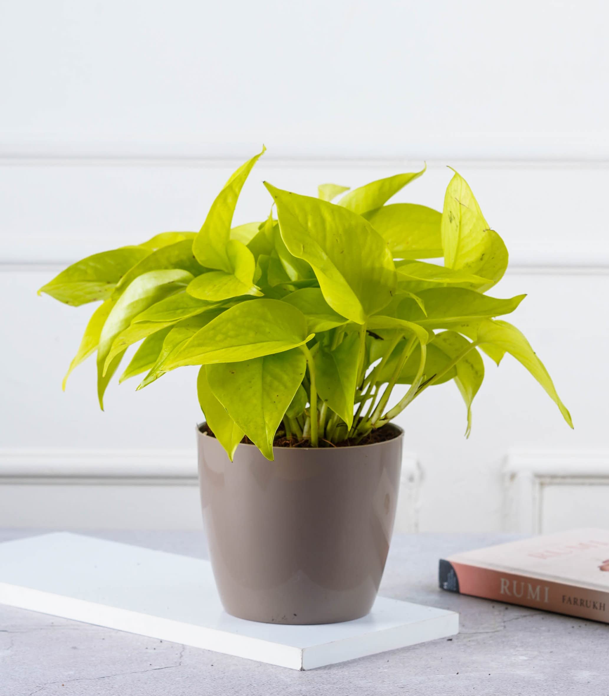 See full amazon price history chart for Nurturing Green® Good Luck Money Plant Gold in 4.5 Inch Wide Glossy Mocha Plastic Pot (Size: Medium) | Living Room Plants | Indoor Plants Nurturing Green® Good Luck Money Plant Gold in 4.5 Inch Wide Glossy Mocha Plastic Pot (Size: Medium) | Living Room Plants | Indoor Plants (B09TR4QYW8) Amazon Price History, Amazon Price Tracker
