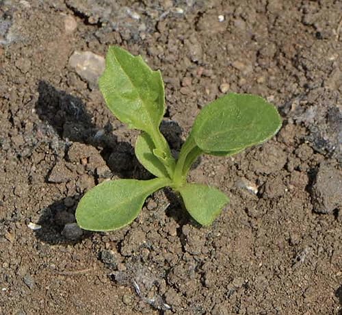 Miniatura 4 de Powderpuff China Aster Mix Seeds - 1000 Semillas