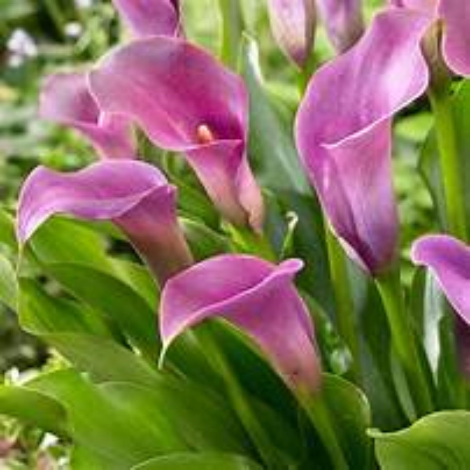 Calla Lily Bulbs for Planting Now UK Ornamental Perennial Excellent Display Plant Bulbs Greening Flower Good for Containers/Natural Organic Easy Plant-4bulbs-E