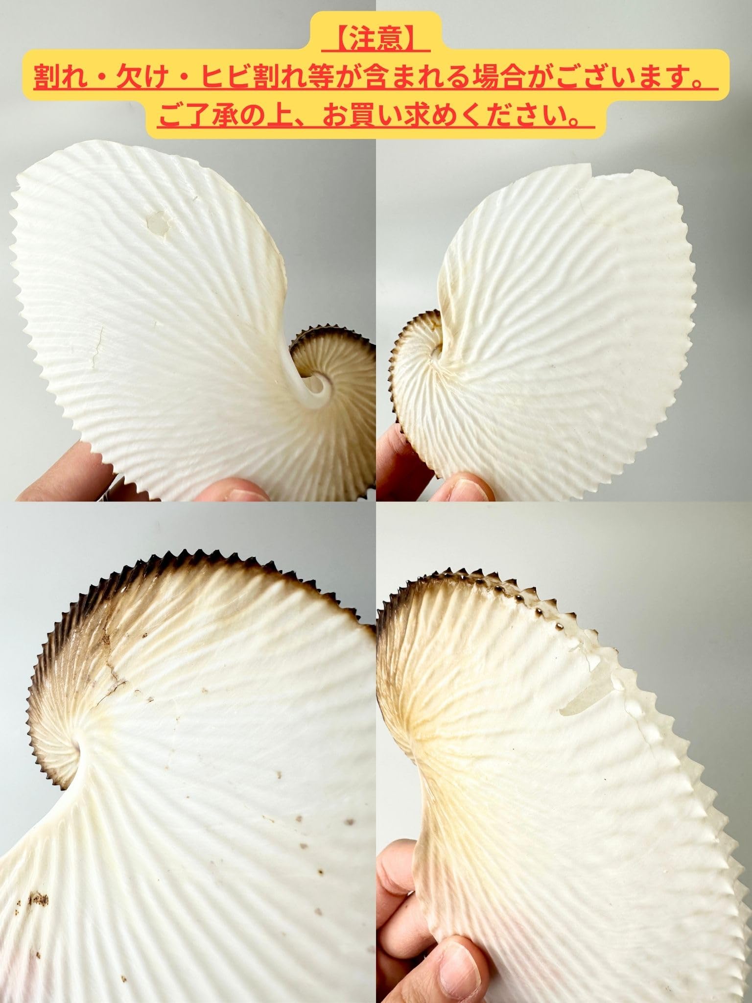 Amazon.co.jp: 【貝殻の問屋さん】アオイガイ(国産) (貝殻のみ)【12cm