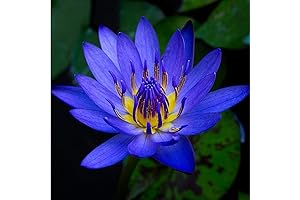 Nymphaea King Blue Hardy Water Lily Rhizome Live Aquarium Plant