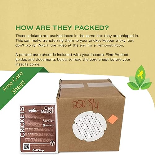 Miniatura 4 de Josh's Frogs Grillos con bandas de 34" (250 unidades)