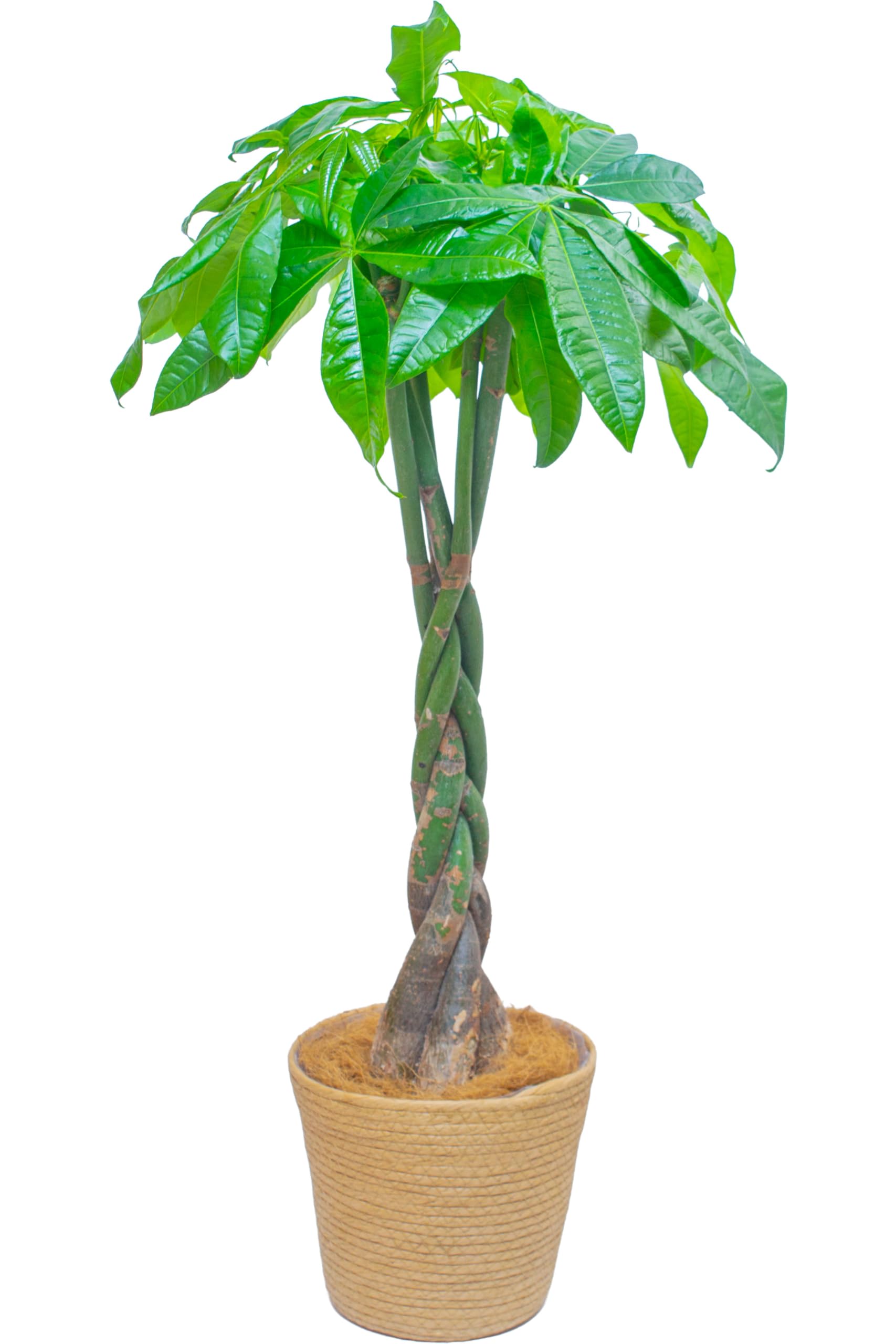 パキラ 7号鉢 編み込みねじり