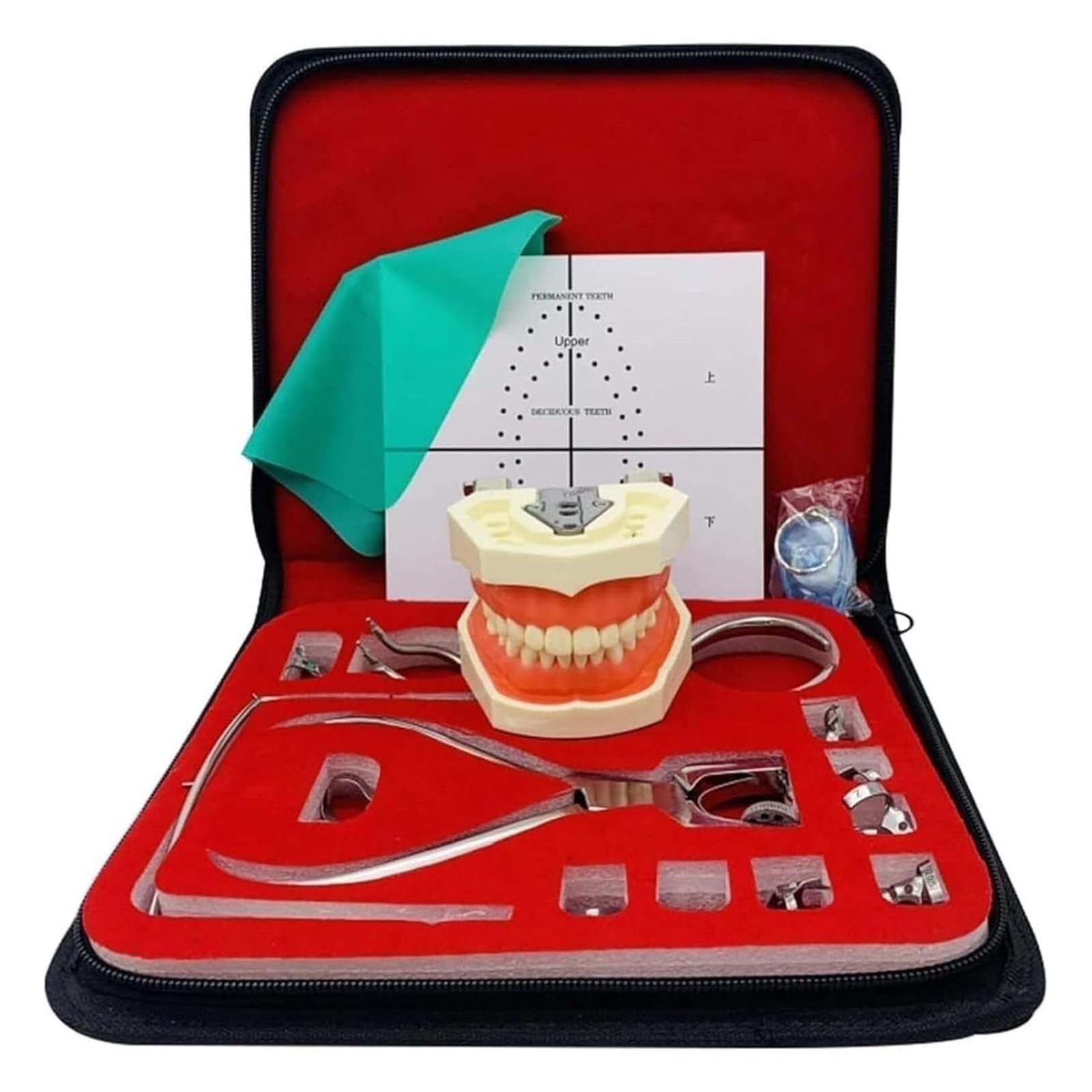 Modelo anatómico humano kit de dique de goma para endodoncia dental con marcos de abrazaderas