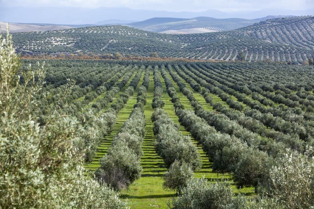 Castillo de Canena Extra Virgin Olive Oil | - Picual - | First Day of Harvest | 2024/2025 | From Spain |
