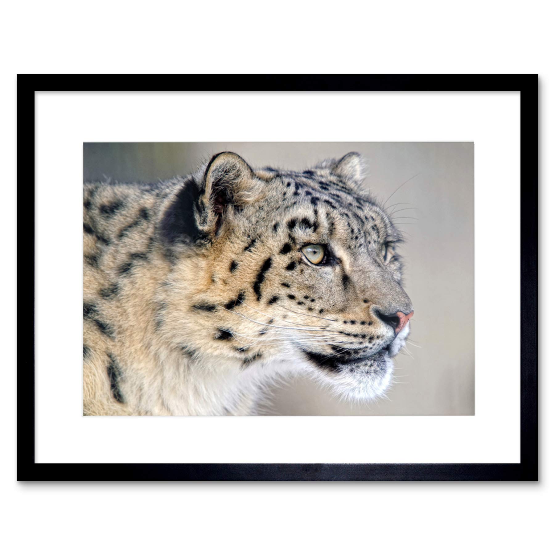 Wee Blue Coo Photo Snow Leopard Face Close Up Big Cat Framed Wall Art Print