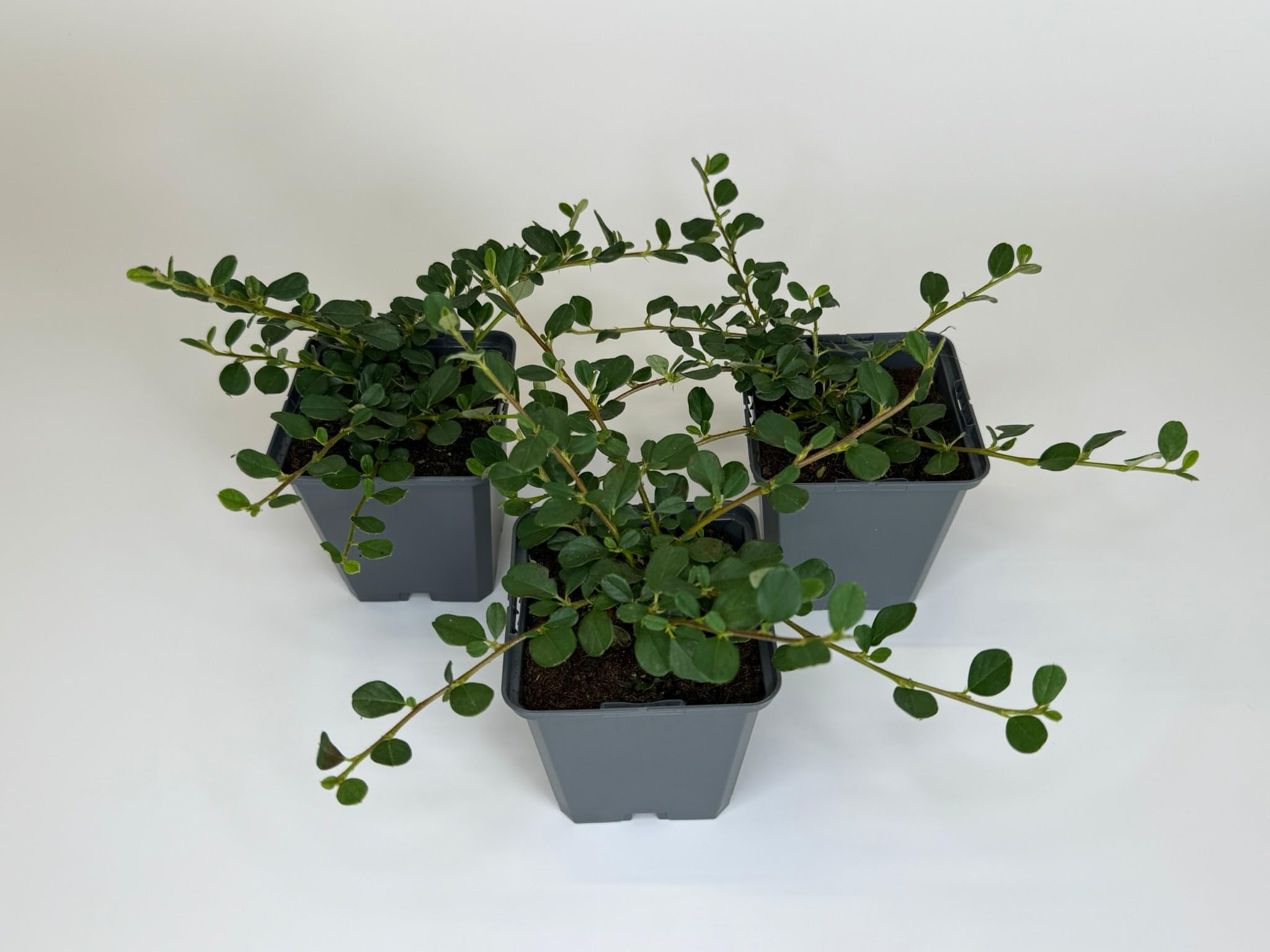 75 Stück,Topf 9cm, Bodendecker Cotoneaster Frieders Evergreen