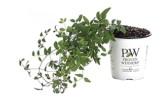 Pink Mink Clematis: Transform Your Garden with Vibrant Beauty