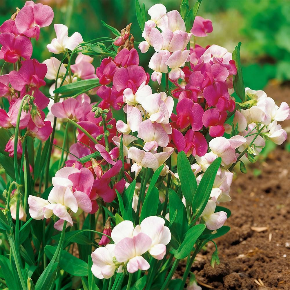 Sweet Pea Perennial Everlasting Mix Seeds β Delightful, Cottage Climber β RHS Award of Garden Merit β Hardy Perennial β for Your Beautiful Garden