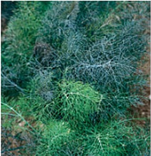 Semillas de hinojo verde y bronce (más de 20 semillas)  Sin OGM  Semillas de flores de hierbas y frutas vegetales para plantar  Paquete de