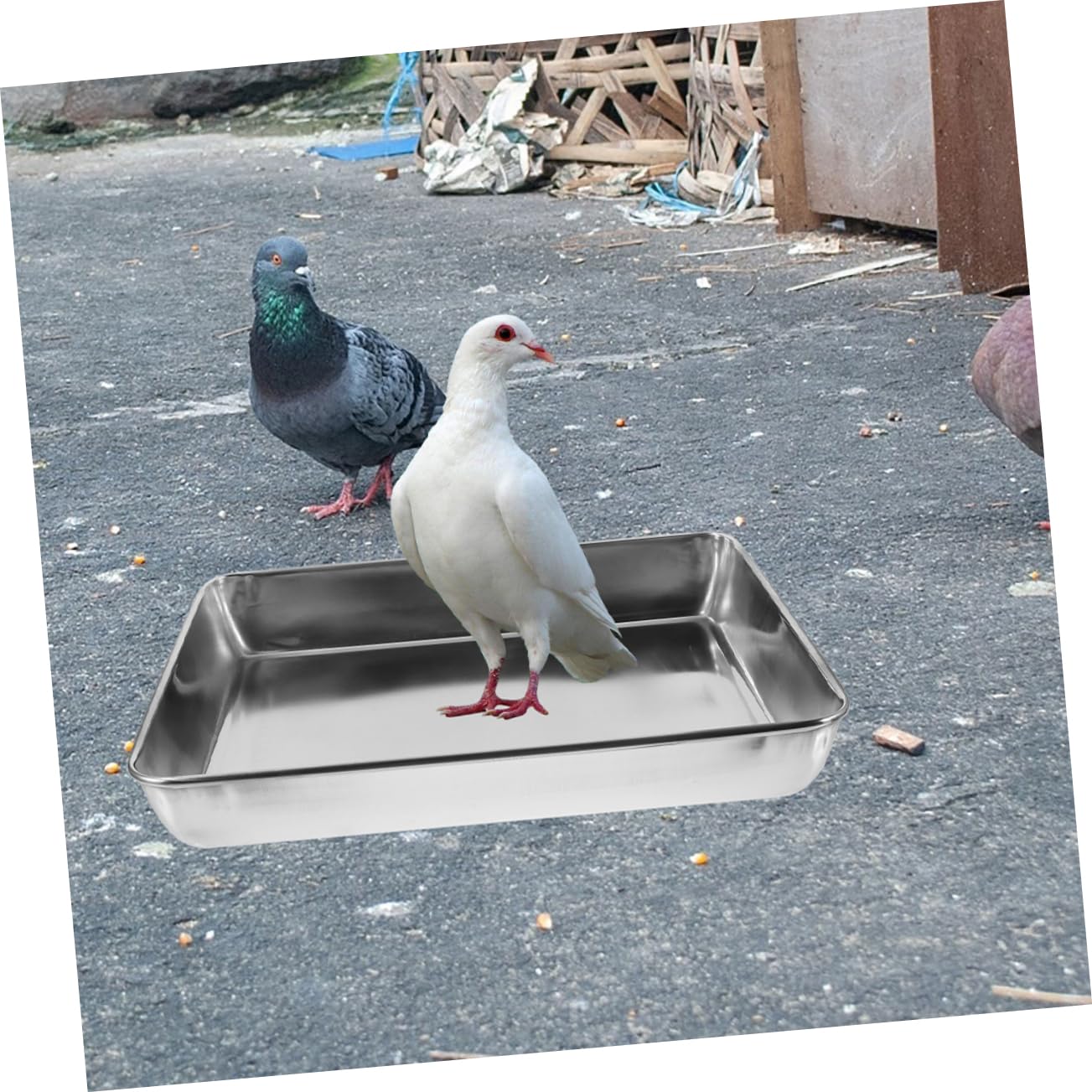 Vogeltränke Edelstahl mit Glatten Kanten Tiefer Edelstahl Badeschale für Vögel und Tauben Geeignet als Vogelkäfig Badewanne Zubehör zum Baden und Reinigen