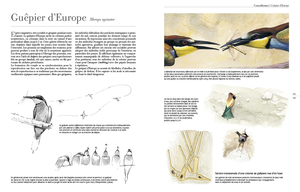 Comportement des oiseaux d'Europe