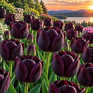 Queen of the Night tulip bulbs with dark purple flowers