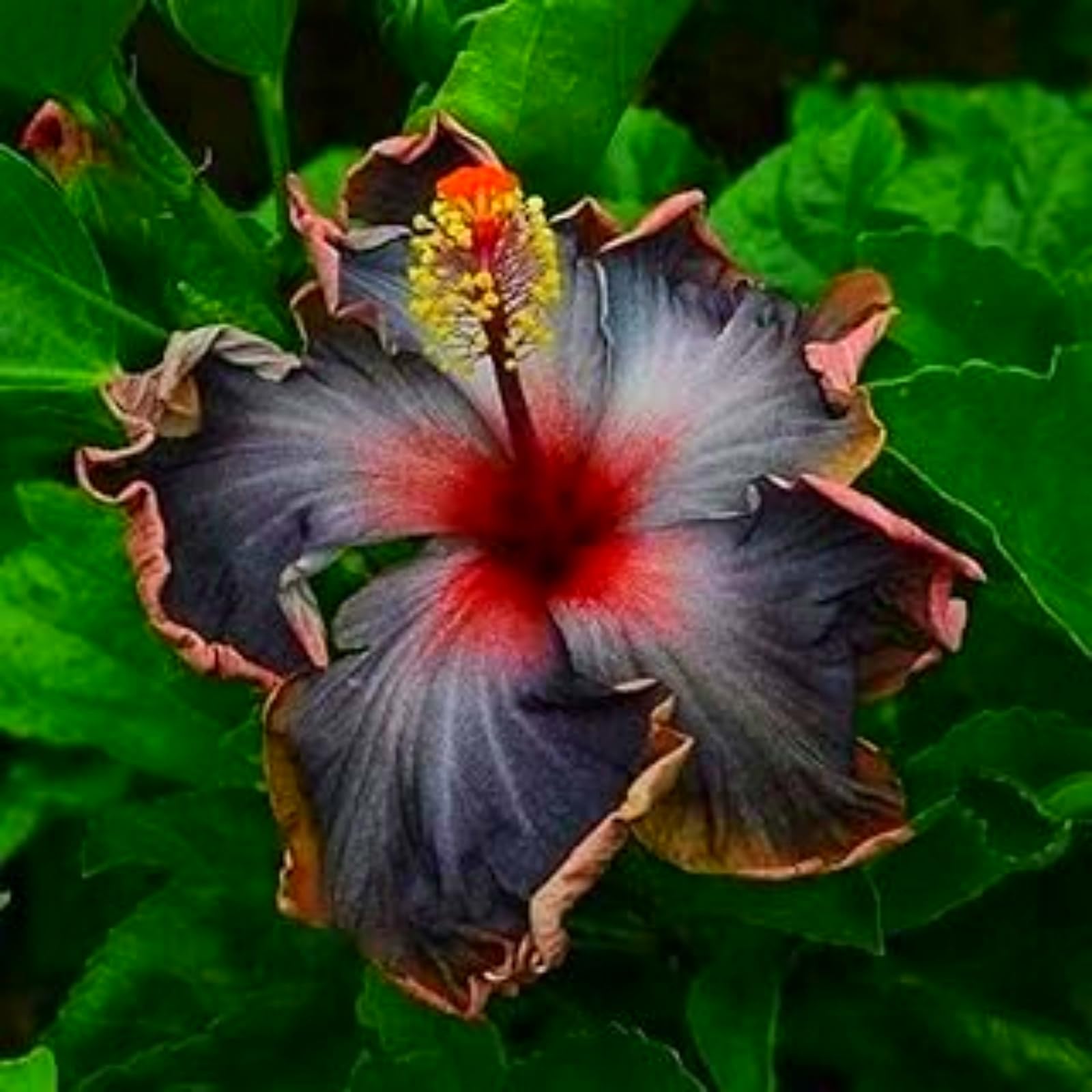 Hibiscus Rose Bulbs for UK,Potted-Plants-Rhizome,Hibiscus Plants for Garden,Excellent Display-2 Bulbs-J
